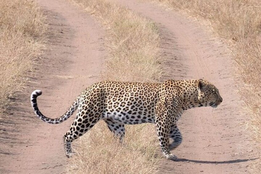 Leopard