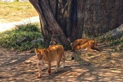 6 days Tarangire Ngorongoro Crater and Serengeti National Park