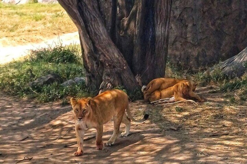 Lions of the Serengeti