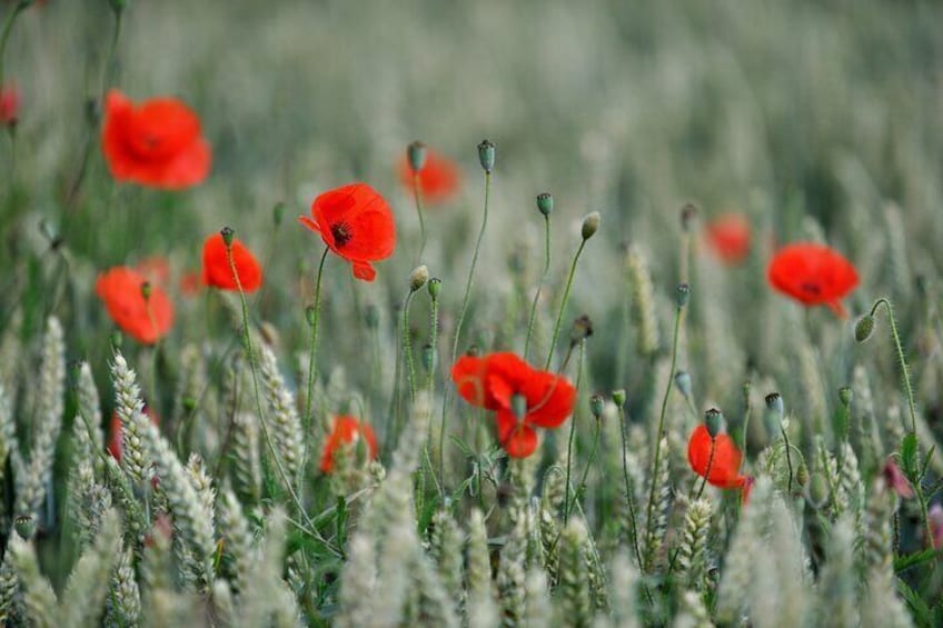 In Flanders Fields. The spiritual home of the poppy and the In Flanders Fields poem.