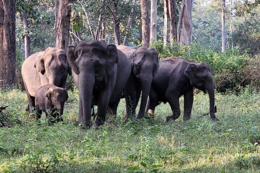 Karnataka Heritage and Wildlife Experience