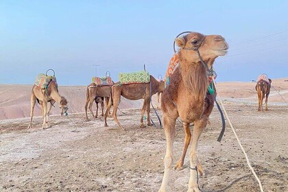 From Marrakech: Agafay Desert Camel Ride experience Dinner show