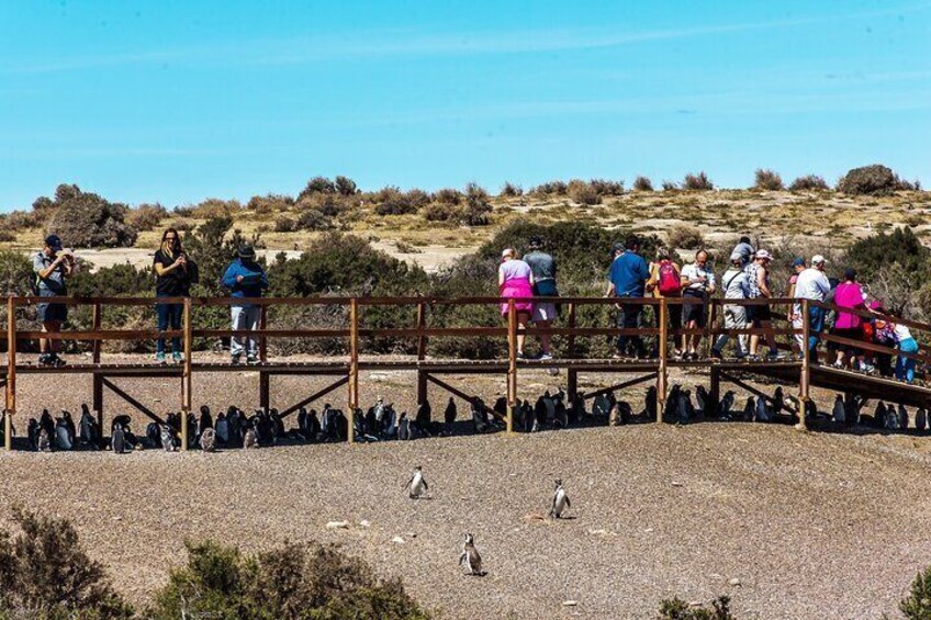 Punta Tombo ShoreTour for Princess Cruise passenger Puerto Madryn