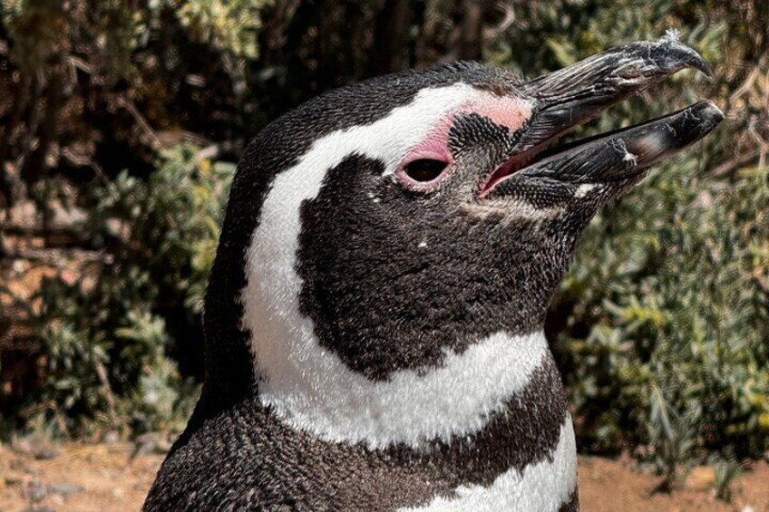 Punta Tombo ShoreTour for Princess Cruise passenger Puerto Madryn