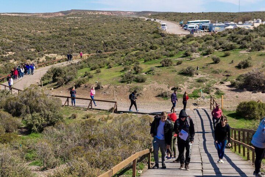 Punta Tombo ShoreTour for Princess Cruise passenger Puerto Madryn