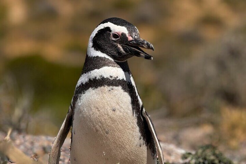 Punta Tombo ShoreTour for Princess Cruise passenger Puerto Madryn