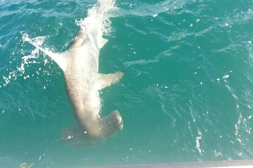 Private Fishing Charter Florida Keys