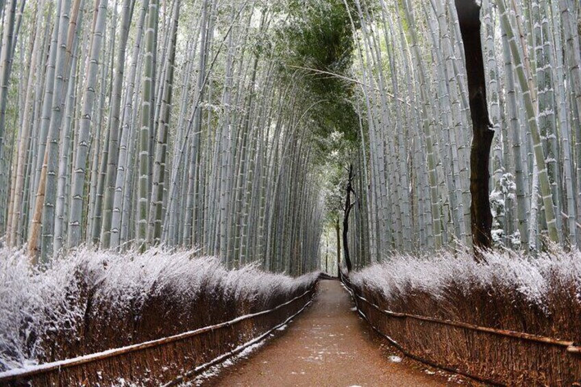 Osaka: Kyoto Scenic Day & Night Bus Tour with dinner (Kobe Beef)