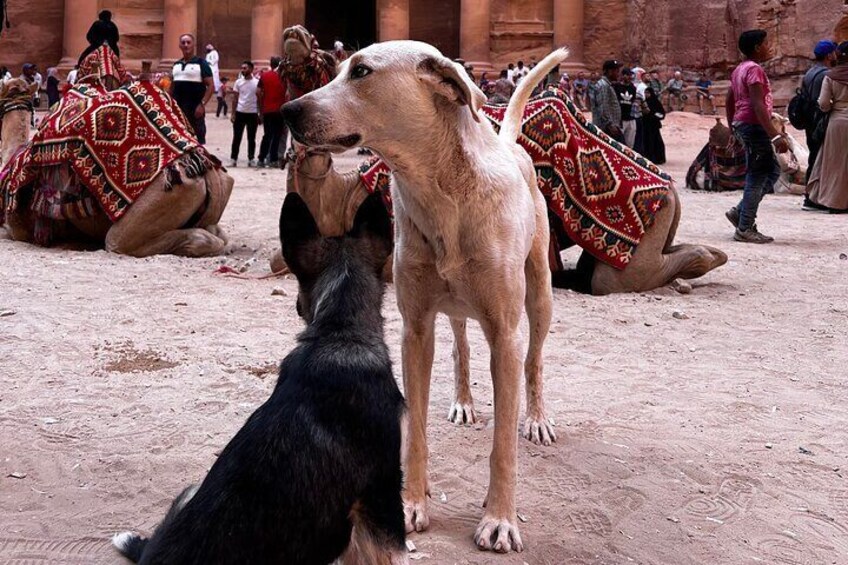 Discover Petra Hidden Gems