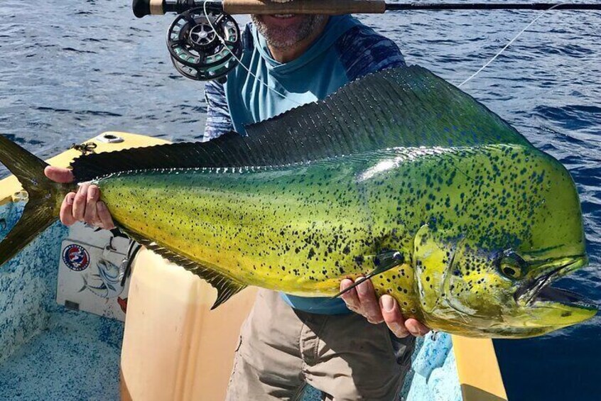 A nice Dorado or Mahi Mahi