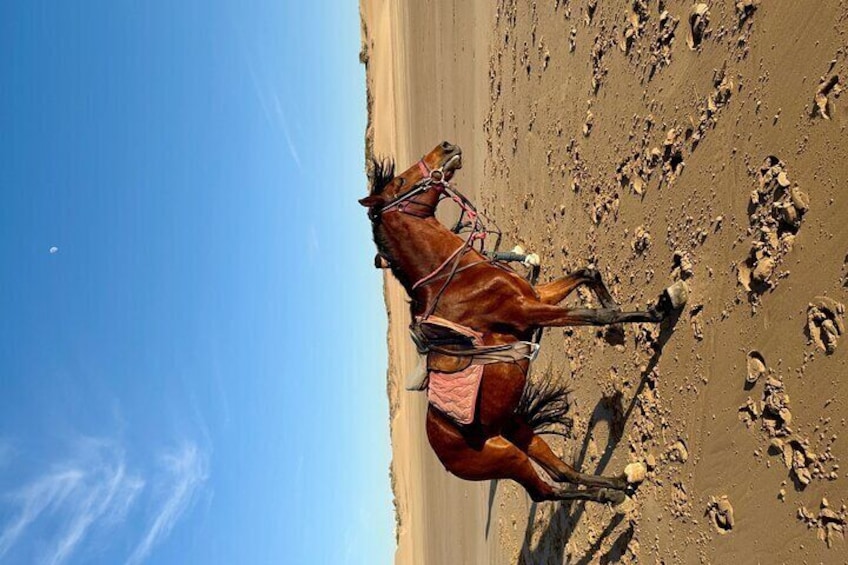 Enjoy Essaouira’s Beach & out well-trained horses