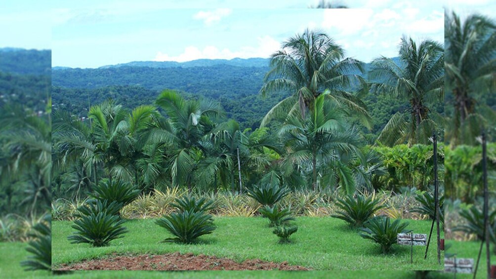 Croydon Plantation Tour