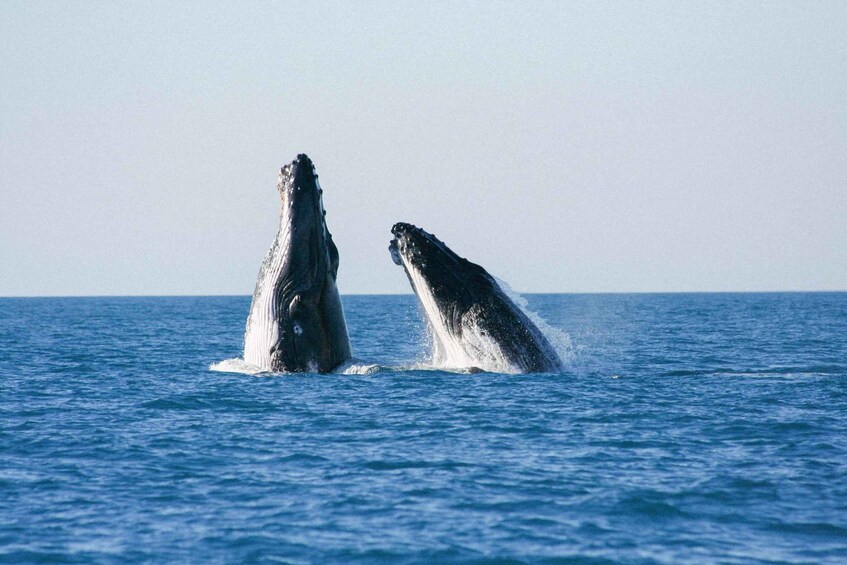 Picture 3 for Activity Broome: Whale Watching & Sunset Cruise