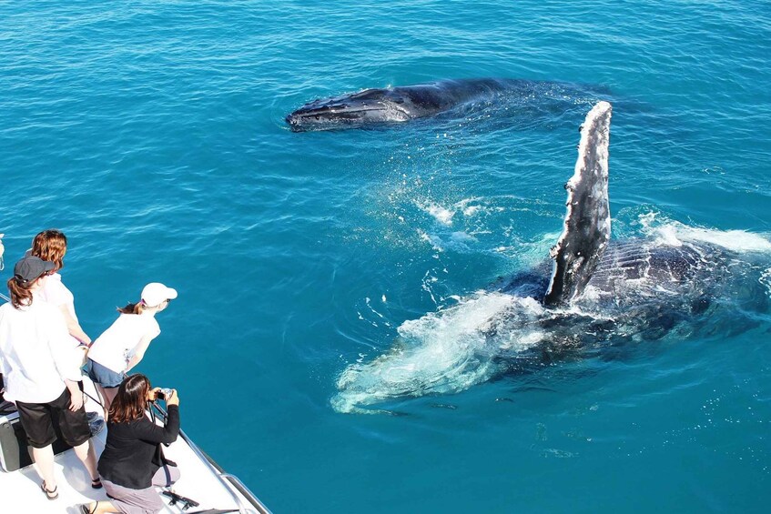 Broome: Whale Watching & Sunset Cruise