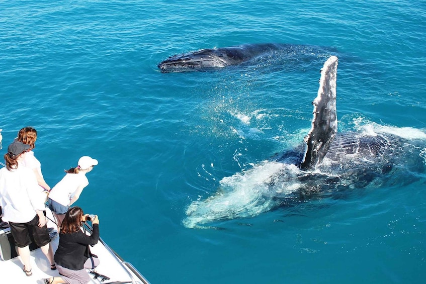 Broome: Whale Watching & Sunset Cruise
