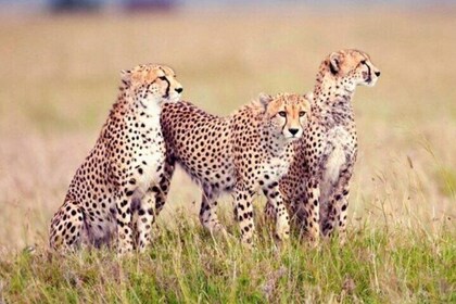 8 Days, 7 Nights Kenya and Tanzania Private Safari Package