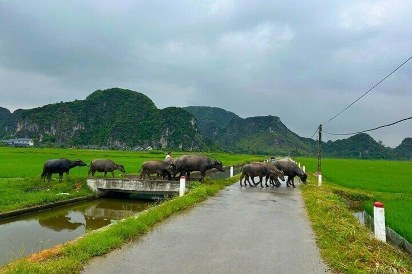 Discover Ninh Binh by Jeep: A Scenic Adventure to Hidden Gems
