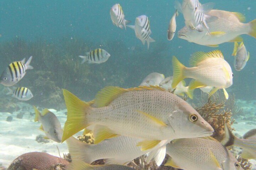 Stingray Sandbar, Snorkeling, and Starfish Point