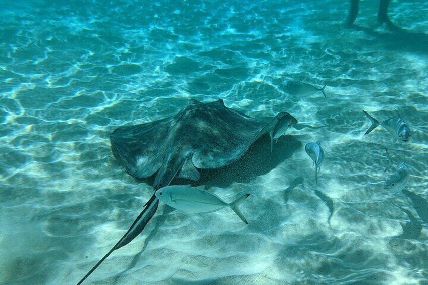 Stingray Sandbar, Snorkeling, and Starfish Point