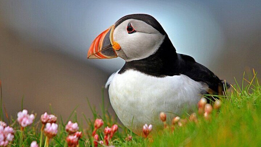 Puffins in Scotland on a trip from Edinburgh