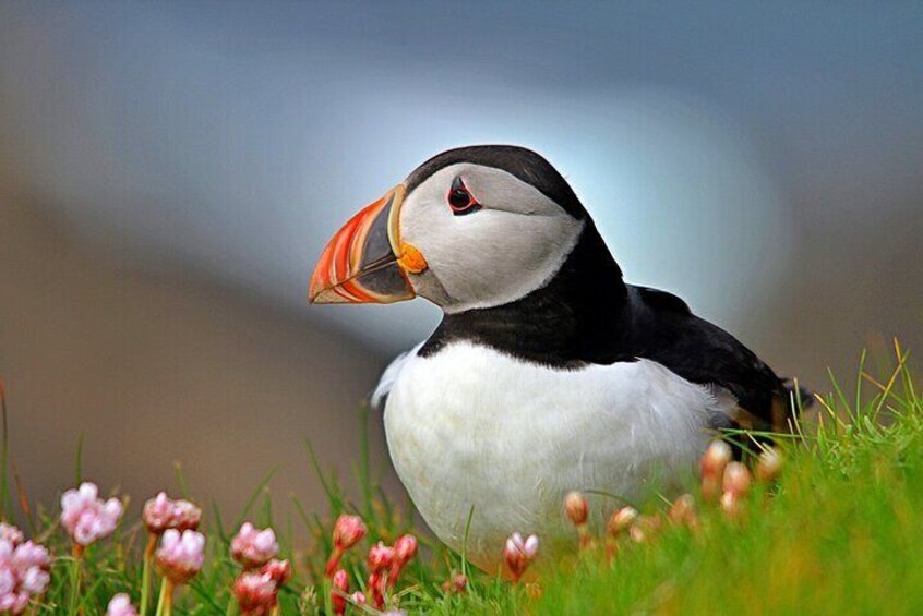 Puffins in Scotland on a trip from Edinburgh
