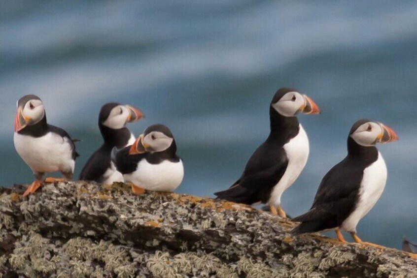 Take a Puffin Boat trip in Scotland