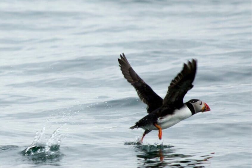 See Puffins Flying in Scotland