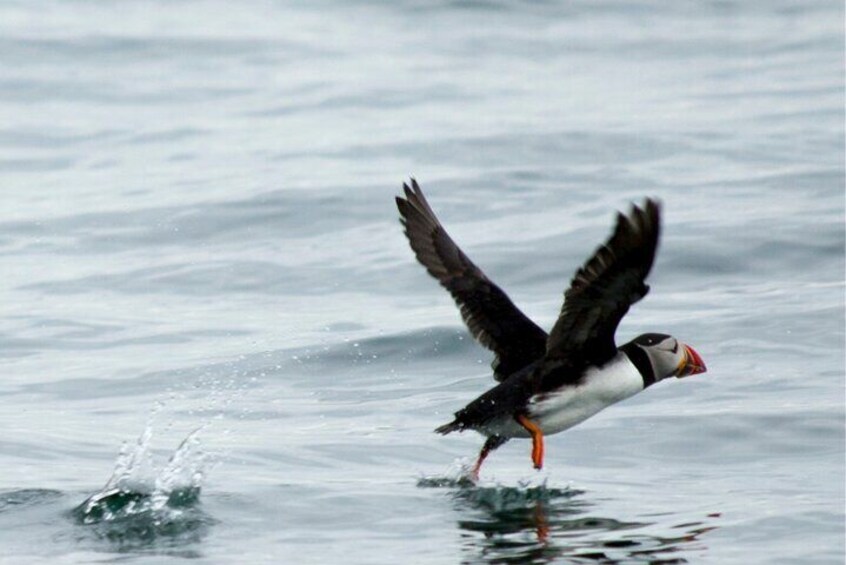See Puffins Flying in Scotland