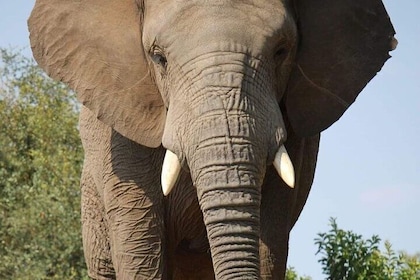 Addo Elephant National Park and Kragga Kamma Game Park Tour