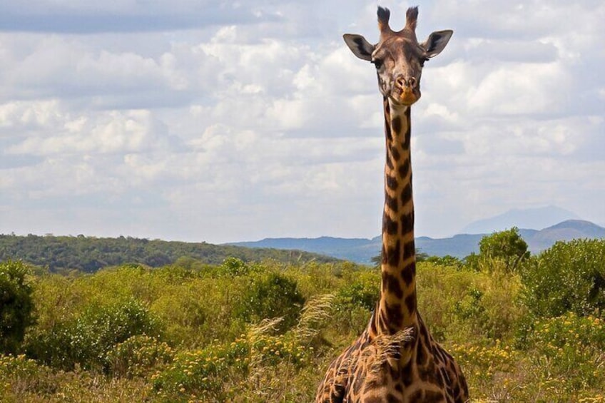 It's a Walking Safari