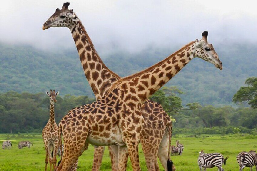 It's a Walking Safari