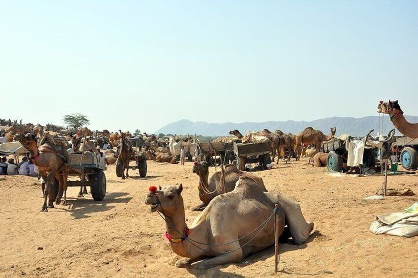 Camel Safari in Pushkar