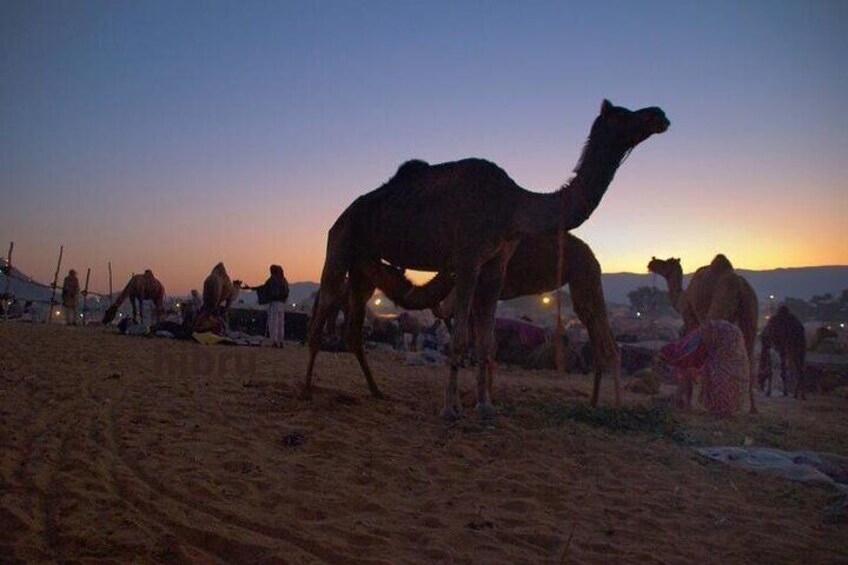 Camel in Pushkar