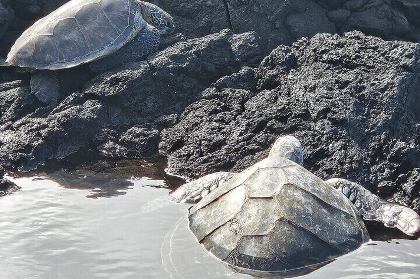 Honu's at Richardson Beach Hilo