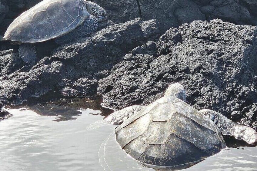 Honu's at Richardson Beach Hilo