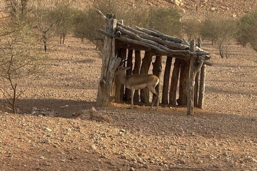 Arabian Deers and Edge of the World with Heritage Village
