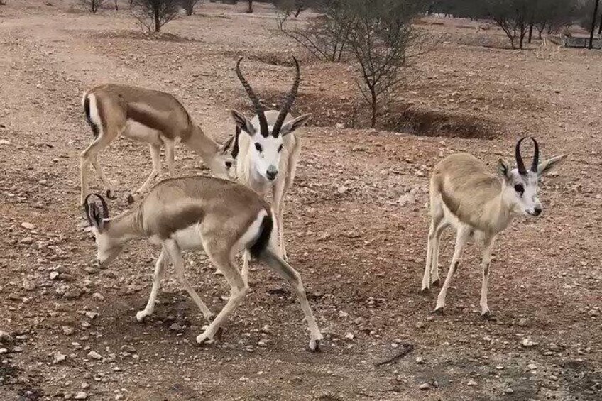 Arabian Deers and Edge of the World with Heritage Village