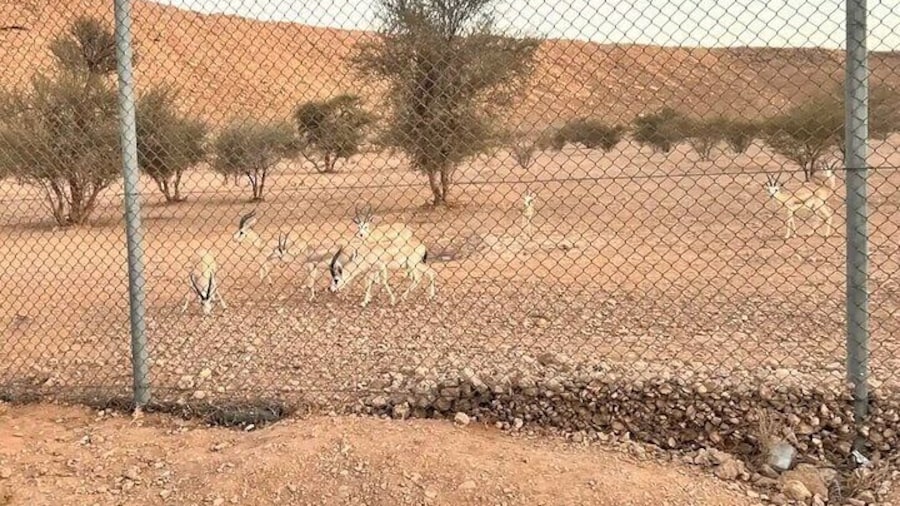 Arabian deers Sanctuary