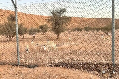 Arabian Deers and Edge of the World with Heritage Village