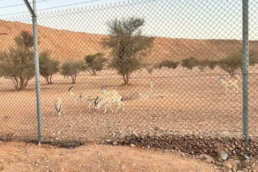 Arabian deers Sanctuary
