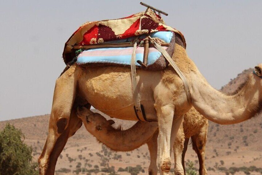 Camel Ride