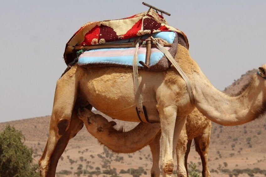 Camel Ride