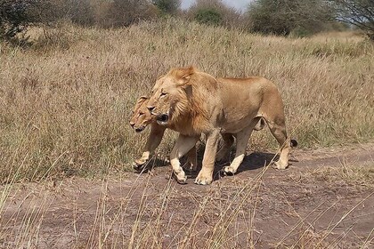 3 Days Maasai Mara Experience