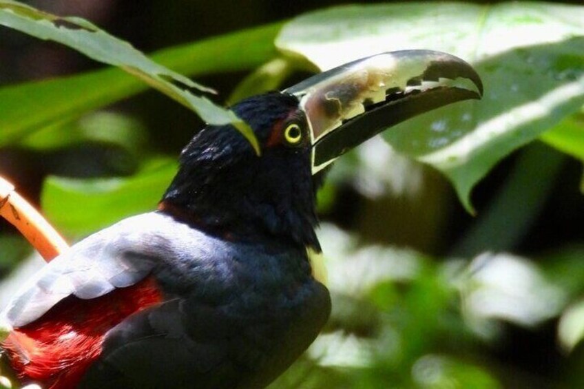 Rainforest and Waterfall Tour with Chocolate and Coffee 