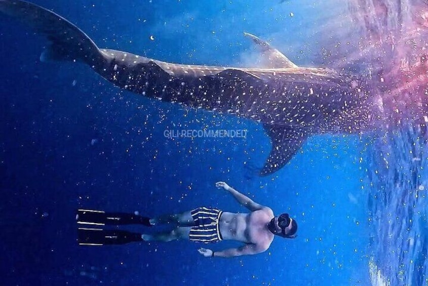 2 Days 1 Night Whale Shark Sharing