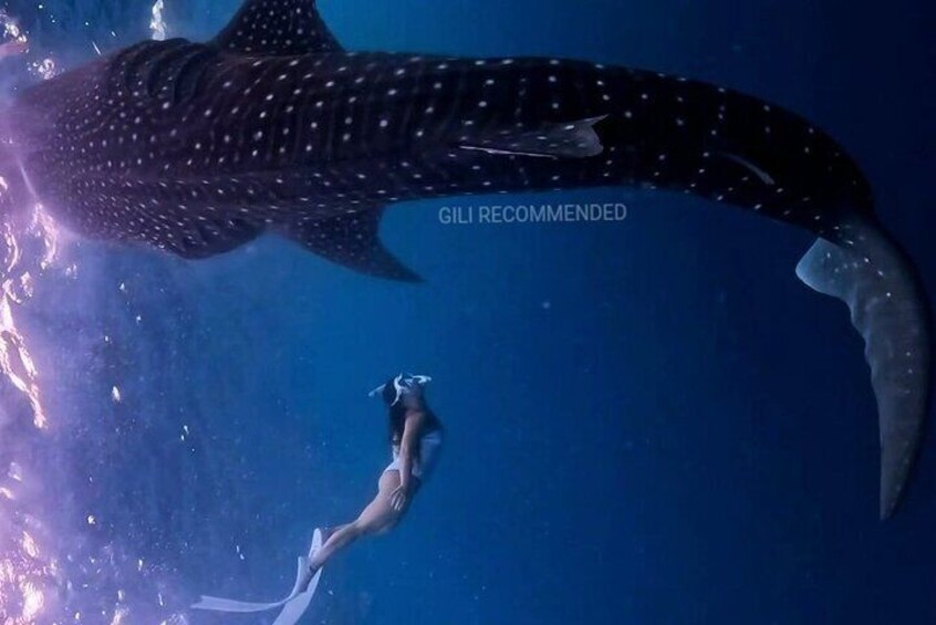 2 Days 1 Night Whale Shark Sharing