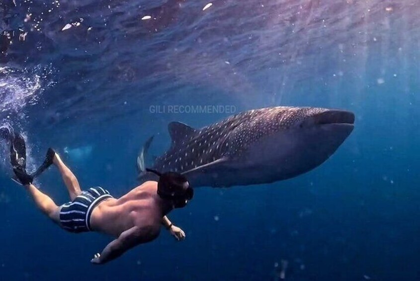 2 Days 1 Night Whale Shark Sharing