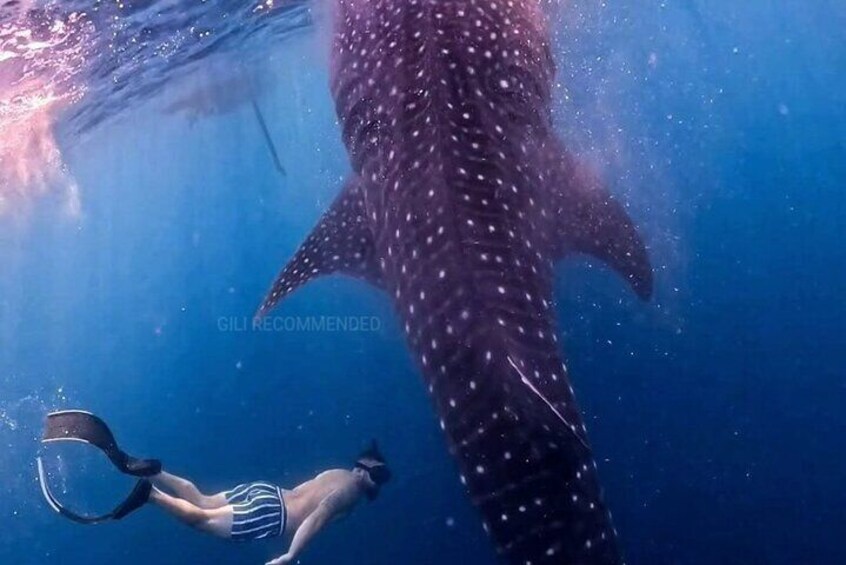 2 Days 1 Night Whale Shark Sharing