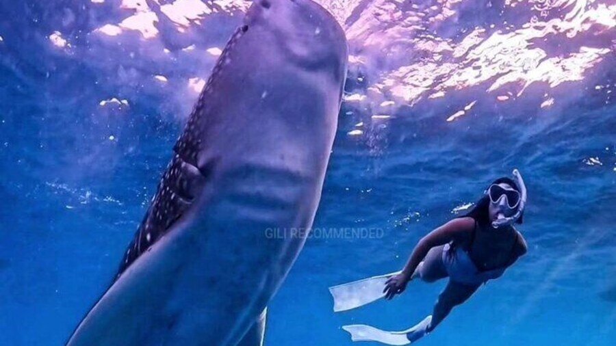 2 Days 1 Night Whale Shark Sharing