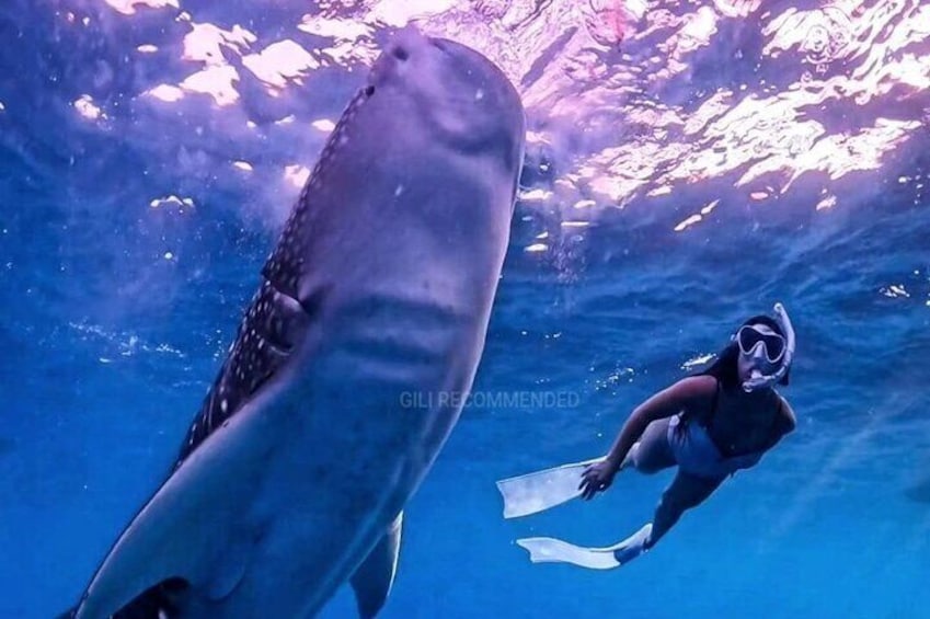 2 Days 1 Night Whale Shark Sharing